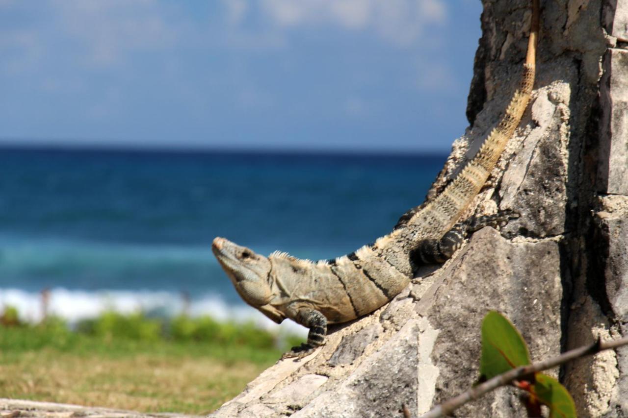 Beautiful & Cozy Studio In Akumal Paradise-Wifi, Ac Экстерьер фото
